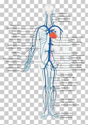 Diagram Heart Label Circulatory System Anatomy PNG, Clipart, Anatomy ...