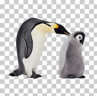 emperor penguin clipart black and white apple