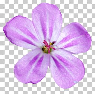 Saffron Flower Petal Autumn Crocus PNG