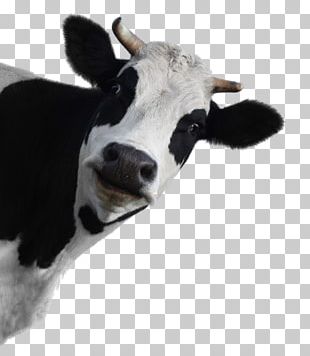 Holstein Friesian Cattle Calf Milk Dairy Cattle Farm PNG, Clipart ...