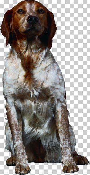 Field Spaniel Brittany Dog Drentse Patrijshond French Spaniel Welsh Springer Spaniel PNG