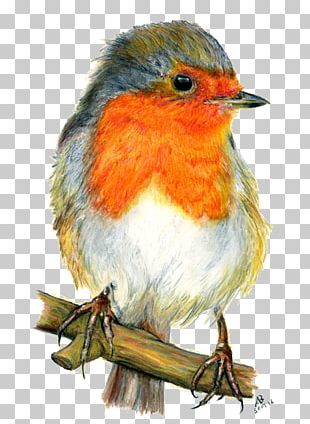 European Robin Watercolor Painting Drawing PNG, Clipart, Art, Beak