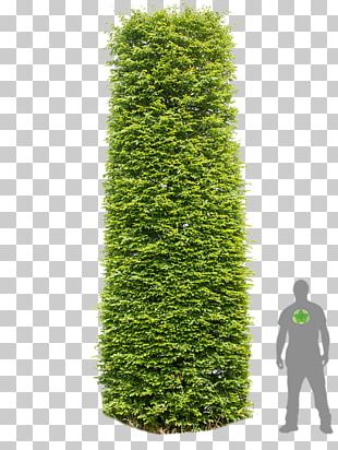 English Yew European Hornbeam Hedge Tree Column PNG
