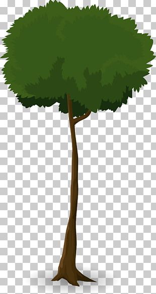 Tree Leaf Trunk Canopy Plant PNG