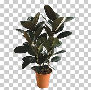 Areca Palm Arecaceae Houseplant Ornamental Plant PNG, Clipart ...