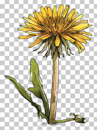 Yellow Dandelion - Detailed Yellow Dandelion Flower Drawing PNG