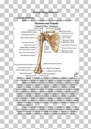 Shoulder Joint Arm Bone Anatomy PNG