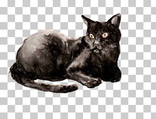 Korat Bombay Cat European Shorthair Havana Brown Burmese Cat PNG