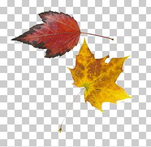 Fallen Leaves Png Images Fallen Leaves Clipart Free Download