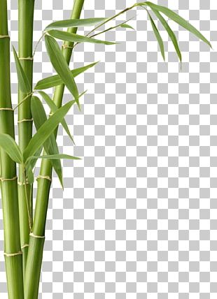 Bamboo Charcoal Adsorption Activated Carbon PNG, Clipart, Aquarium ...