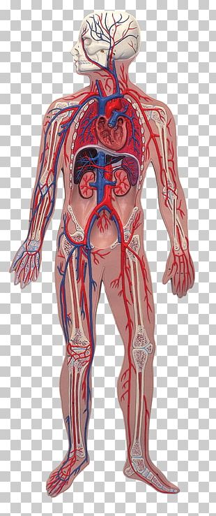Фото кровеносной системы человека с надписями