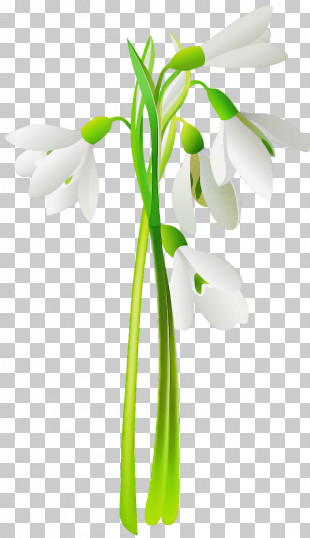 Snowdrop PNG Images, Snowdrop Clipart Free Download
