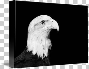 Bald Eagle Beak Banner PNG, Clipart, Animal, Animals, Art, Artwork ...