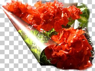 Cut Flowers Petal Dish Network PNG
