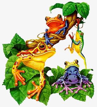 Frog Family PNG