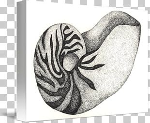 Marine Invertebrates Nautiluses PNG