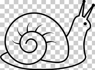 Slow Snail Drawing PNG