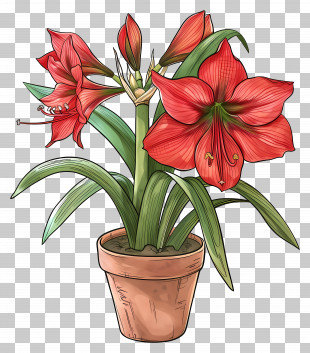 Potted Amaryllis Flower - Elegant Amaryllis Flower With Red Petals In A Pot PNG