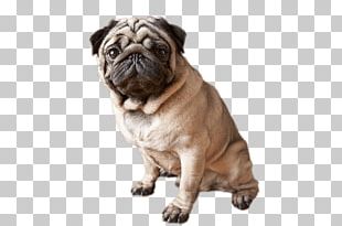 Puggle Puppy French Bulldog Boston Terrier PNG