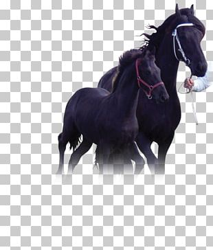 Stallion Friesian Horse Mustang Mare Pony PNG