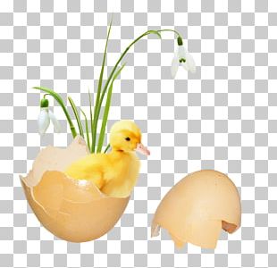 Duck Egg Beak PNG