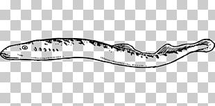 Eel Coloring Book Drawing PNG