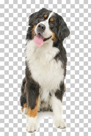 Bernese Mountain Dog Puppy Anatolian Shepherd Golden Retriever German Shepherd PNG