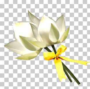 Floral Design Lilium White PNG