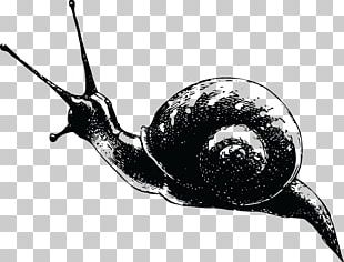 Gastropods Snail Cdr PNG