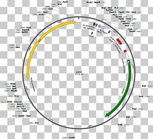Biotinylation Protein Purification Peptide PNG