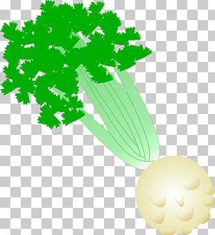 Celeriac Soup Vegetable Dieting PNG