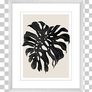 Photography Square Frames Rectangle PNG