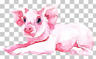 Pink Suidae Snout Nose Livestock PNG