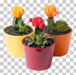 Cactaceae Houseplant Flowerpot Garden PNG