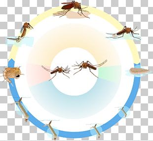 Biological Life Cycle Culex Pupa Larva Marsh Mosquitoes PNG