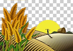 Paddy Field Oryza Sativa Farmer PNG