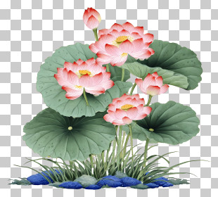 Chinese Painting Lotus - Pink Lotus Flower Cluster PNG