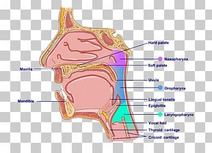 Ear Anatomy Middle Ear Outer Ear Inner Ear PNG, Clipart, Anatomy, Cross ...