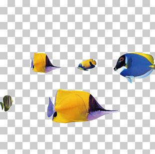 Fish Shoaling And Schooling Computer File PNG