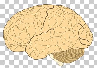 Lobes Of The Brain Frontal Lobe Temporal Lobe Cerebral Cortex PNG ...