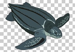 Loggerhead Sea Turtle Hawksbill Sea Turtle Tortoise PNG, Clipart ...