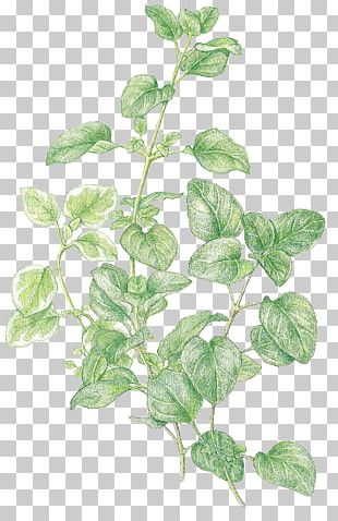 marjoram clipart