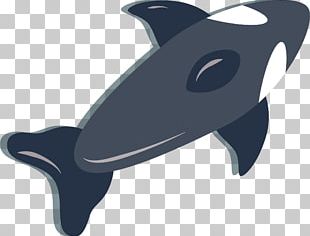 Chilean Dolphin PNG Images, Chilean Dolphin Clipart Free Download