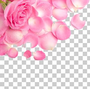 Rose Red Flower Pink PNG, Clipart, Blue, Blue Rose, Bud, Clip Art ...