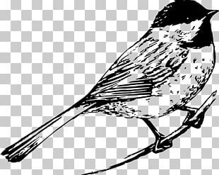 Drawing Birds Drawing Birds Black And White PNG