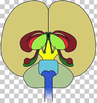 Human Brain Frontal Lobe Diagram PNG