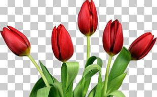 Tulip Flower PNG