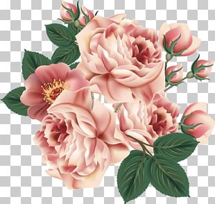 T-shirt Damask Rose Flower Floral Design Garden Roses PNG, Clipart ...