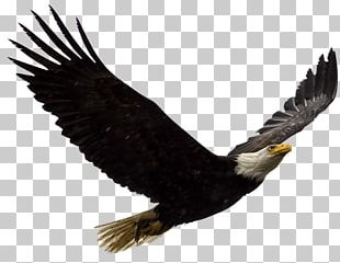 Bald Eagle Bird Philippine Eagle Golden Eagle PNG, Clipart ...