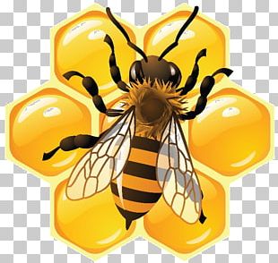 Honey Bee Honeycomb Food PNG